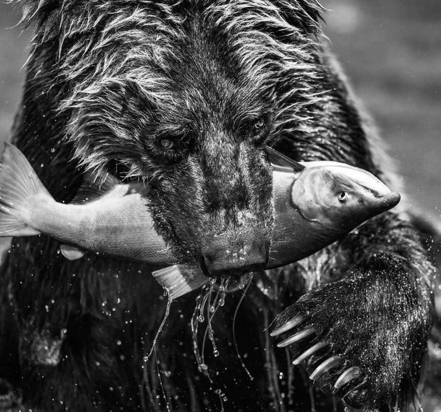David Yarrow, Primeval, 2017