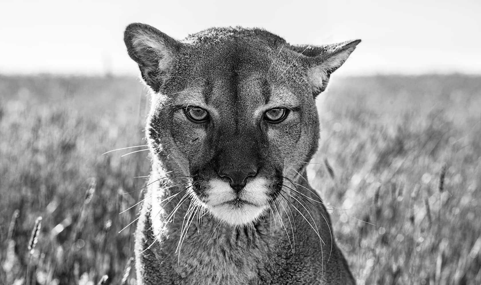 David Yarrow, Smokey The Mountain Lion, 2018