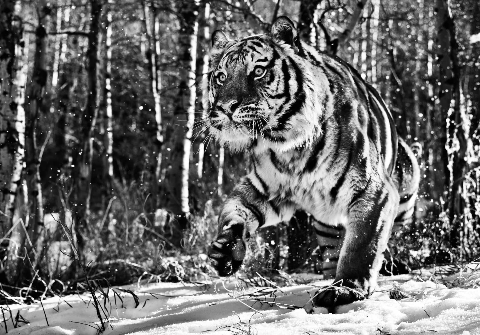 David Yarrow, Cold Mountain, 2015