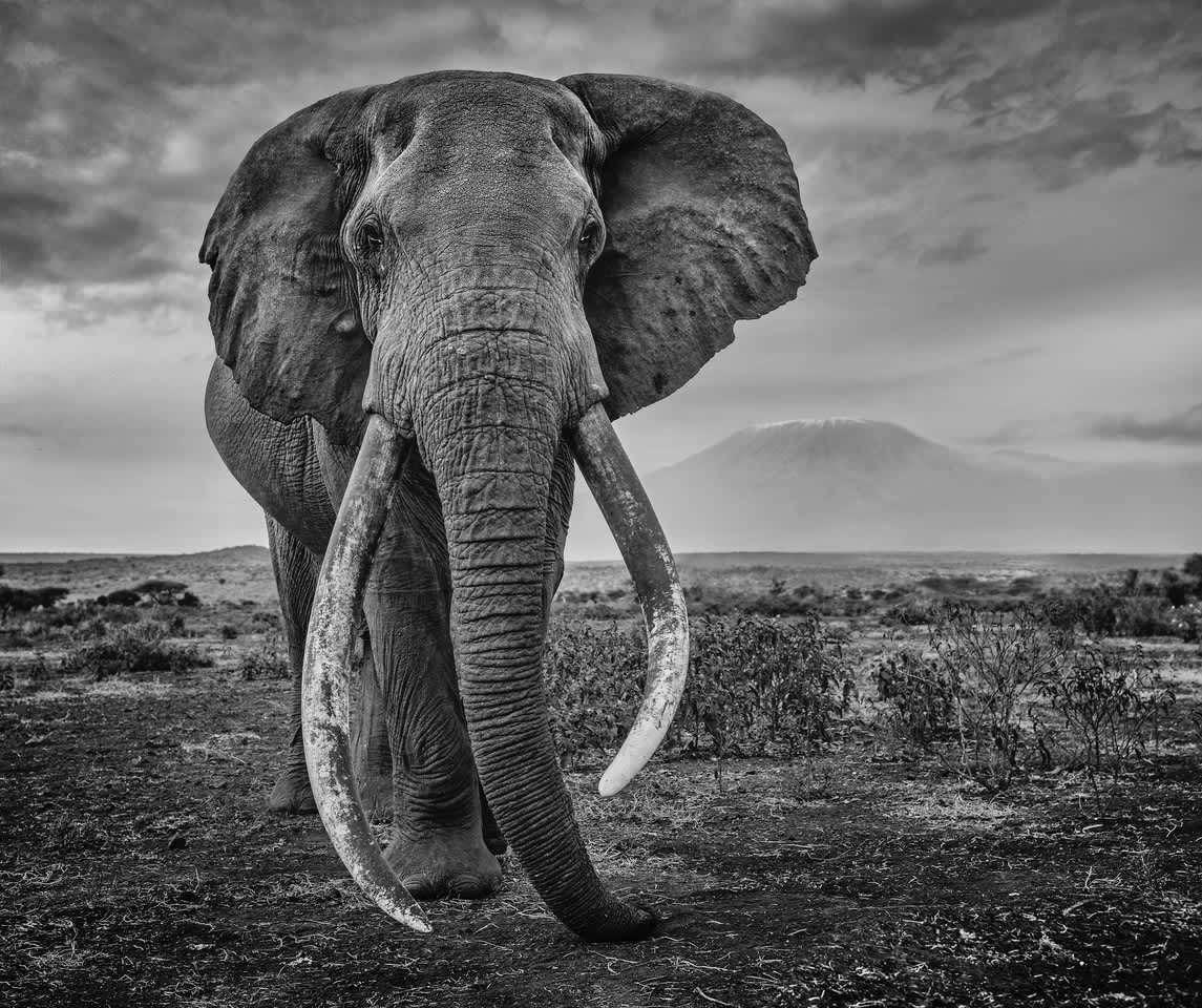 David Yarrow Craig Archival Pigment Print