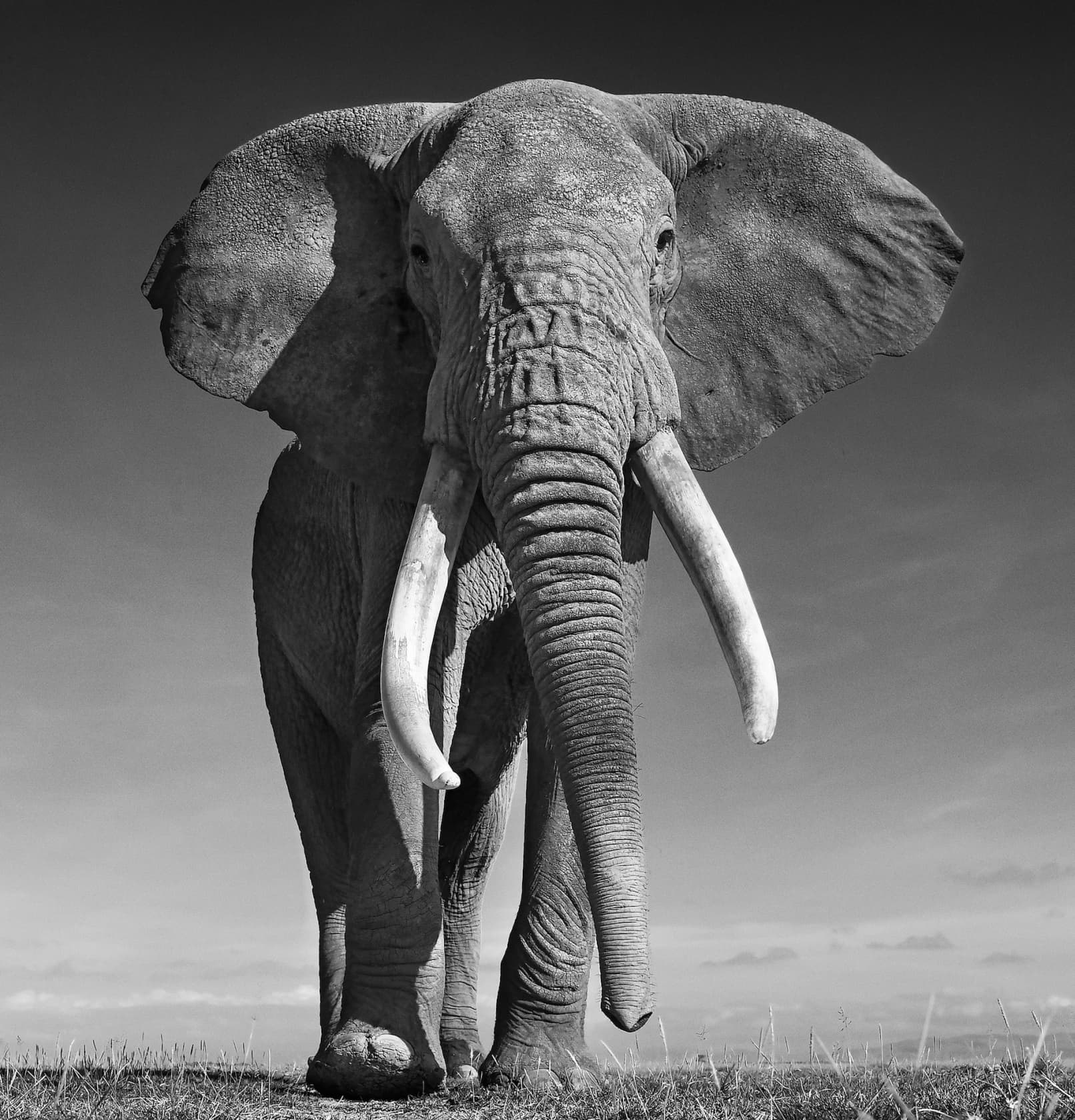 David Yarrow, The Don, 2017
