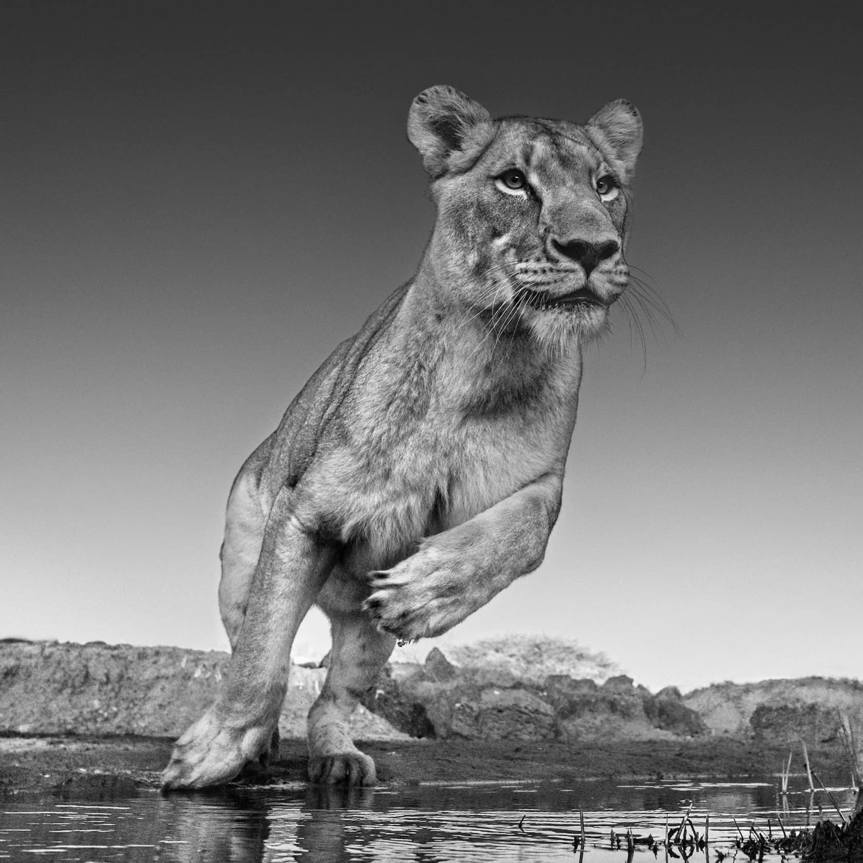 David Yarrow, Emma, 2017