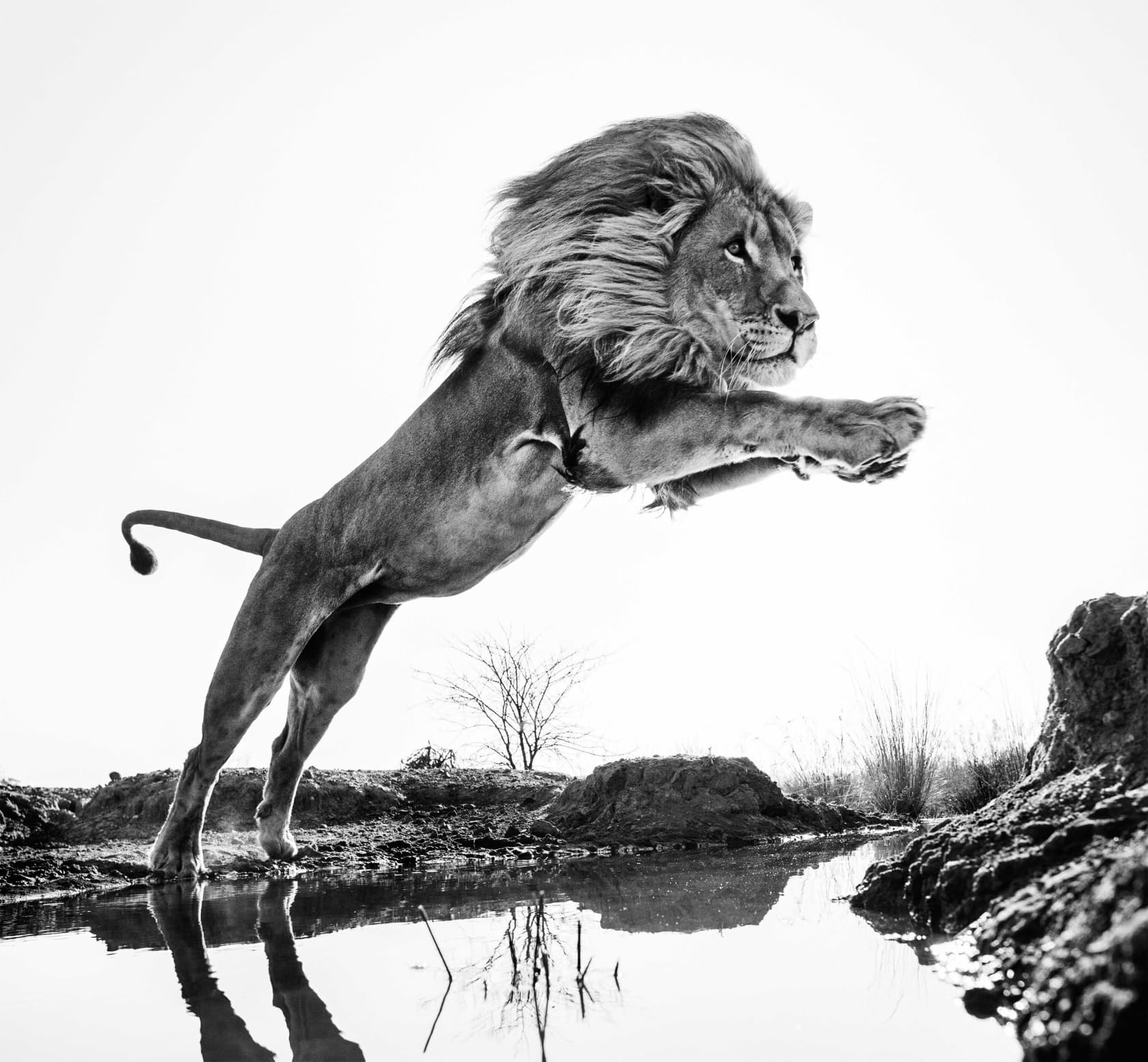 David Yarrow, Lion King, 2014