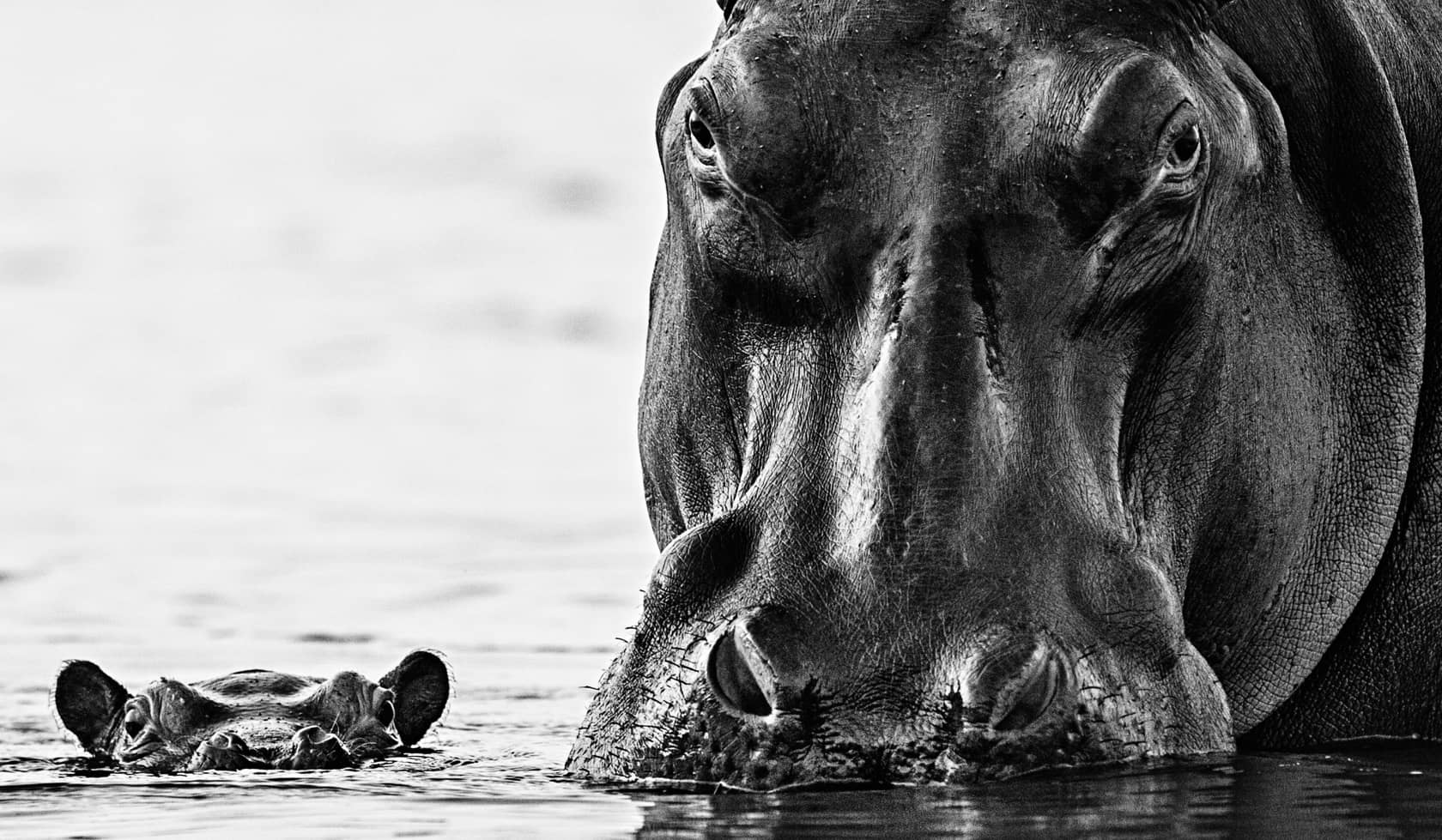 David Yarrow, No Nearer, 2014
