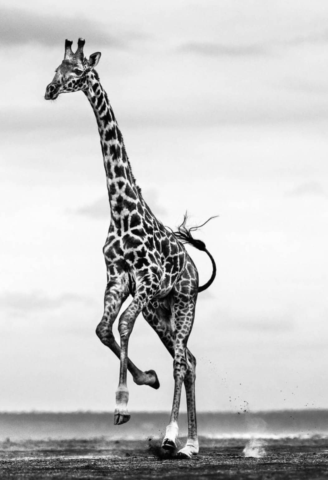 David Yarrow, Hoof It, 2014