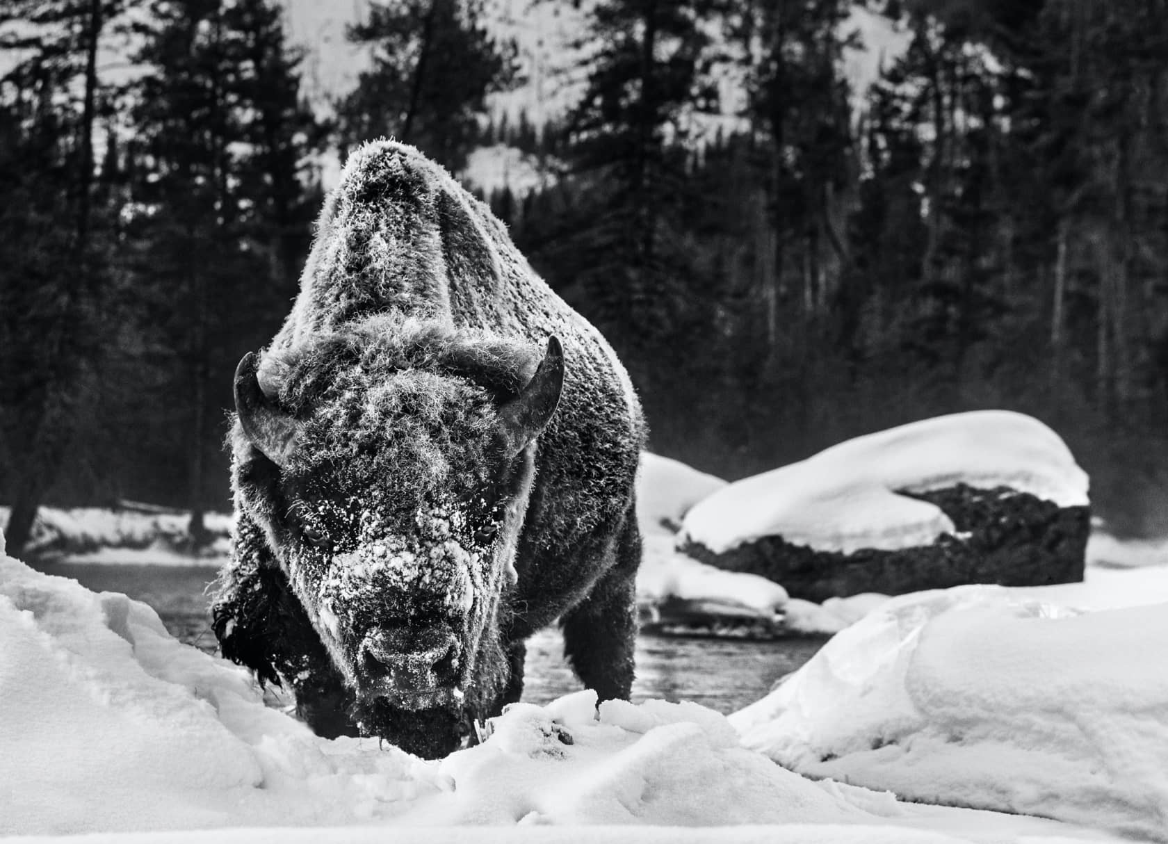 David Yarrow, Buffalo Soldier, 2021