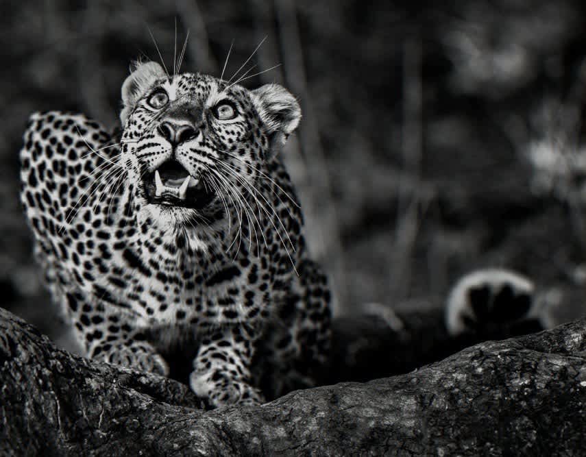 David Yarrow, Ground Alert, 2016