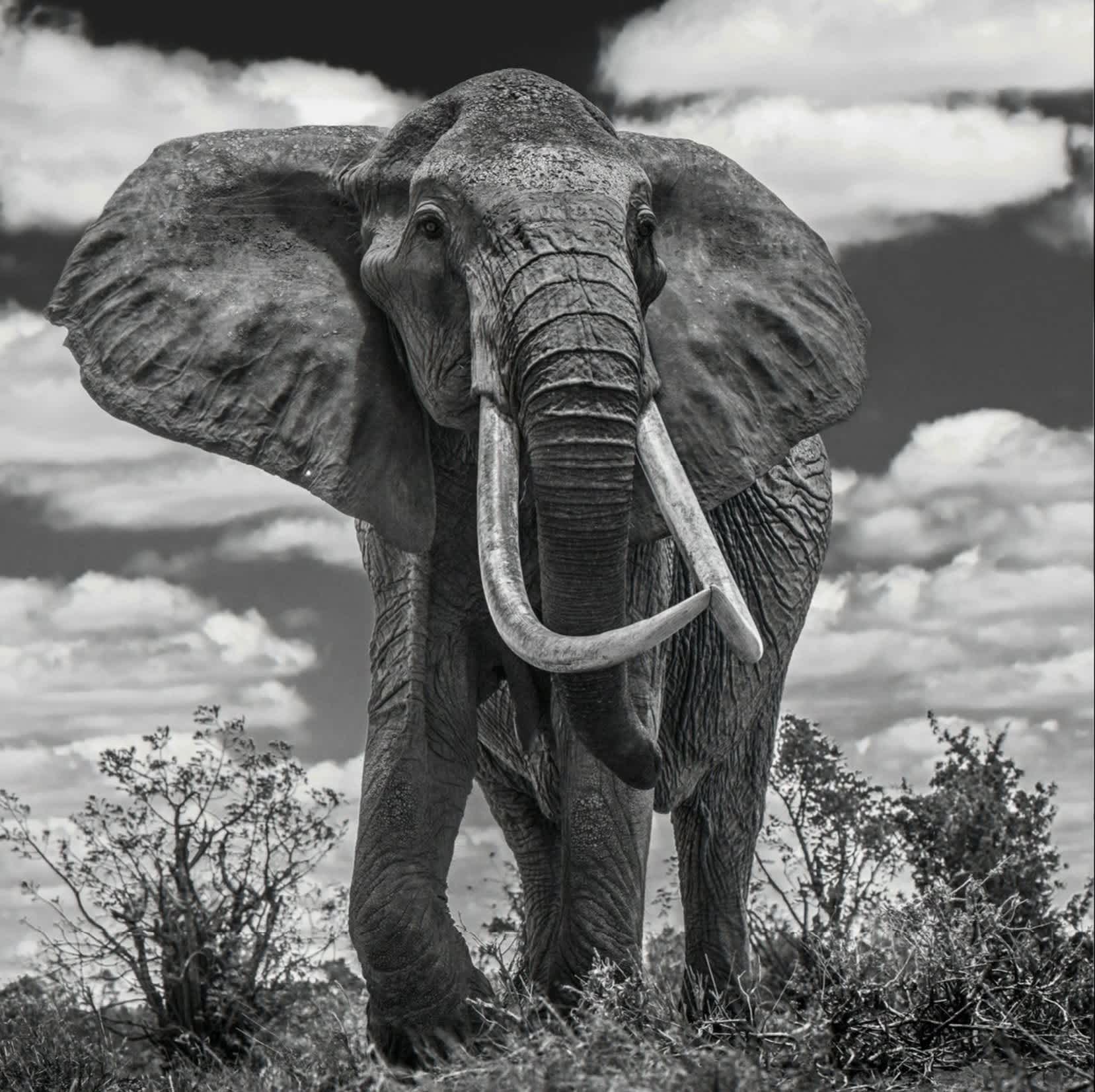 David Yarrow, Tsavo East, 2017