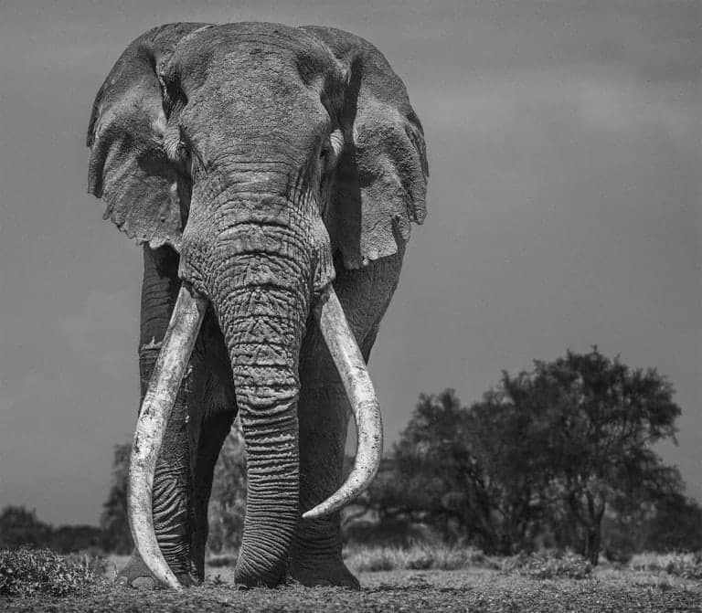 David Yarrow, Colossuss, 2018