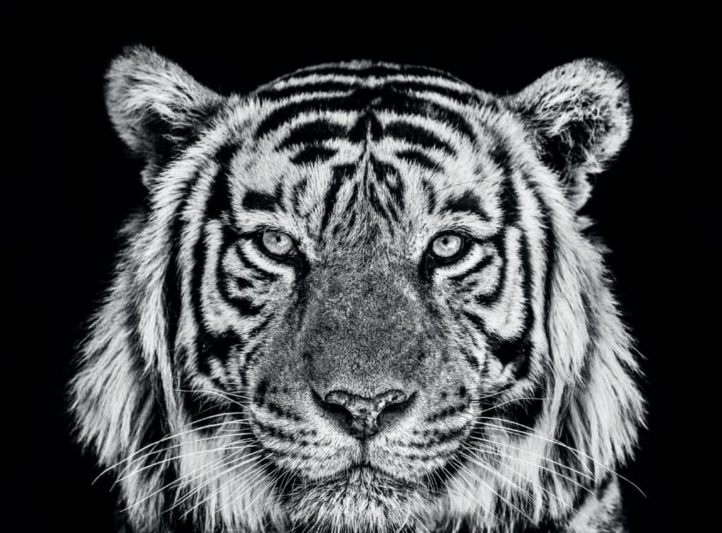 David Yarrow, Rajasthan, 2019