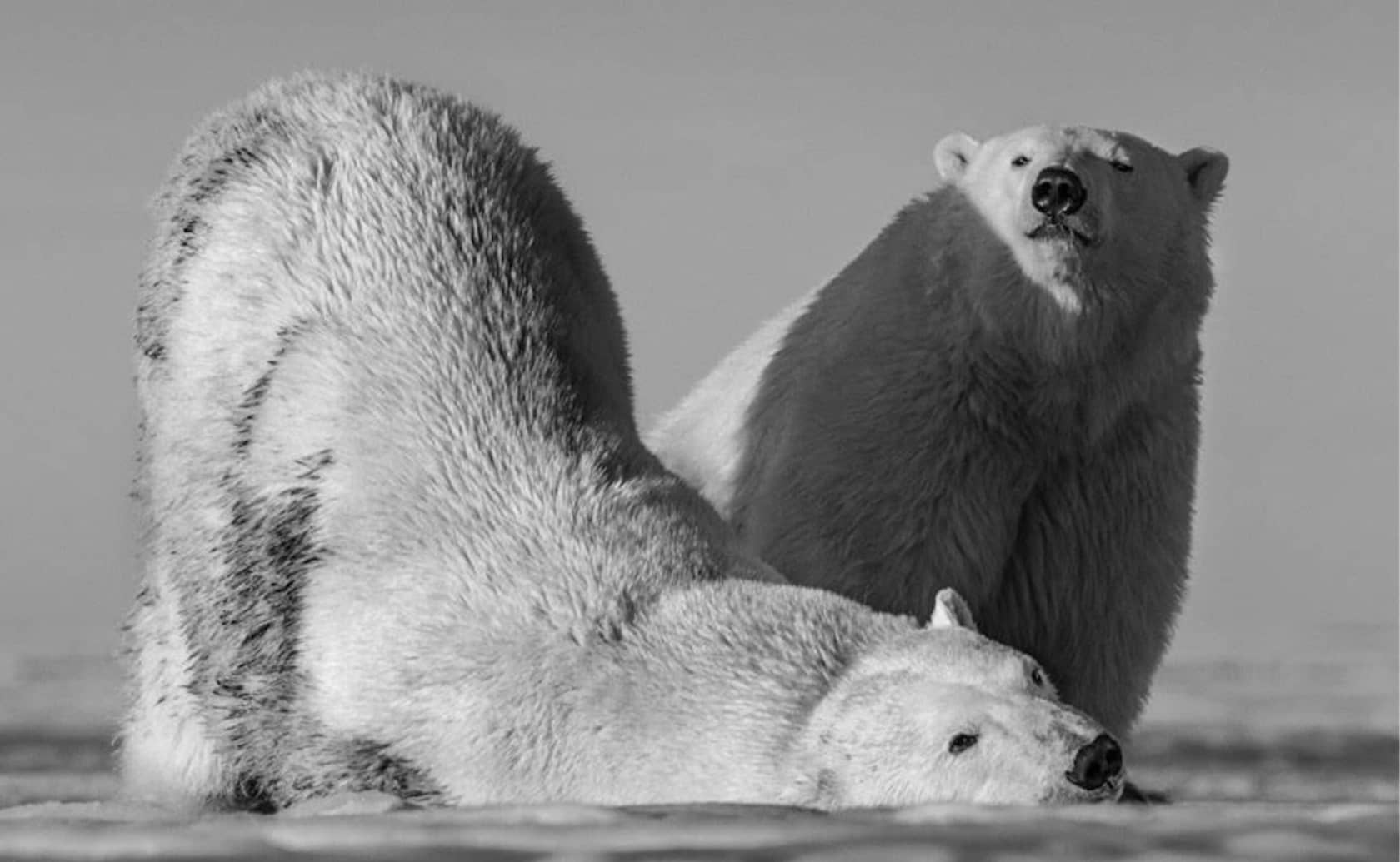 David Yarrow, Monday Morning, 2016