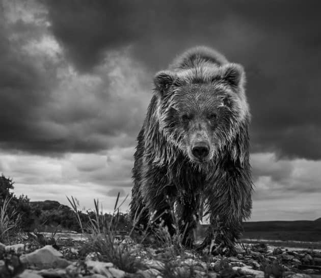 David Yarrow, Funnel Creek, 2017