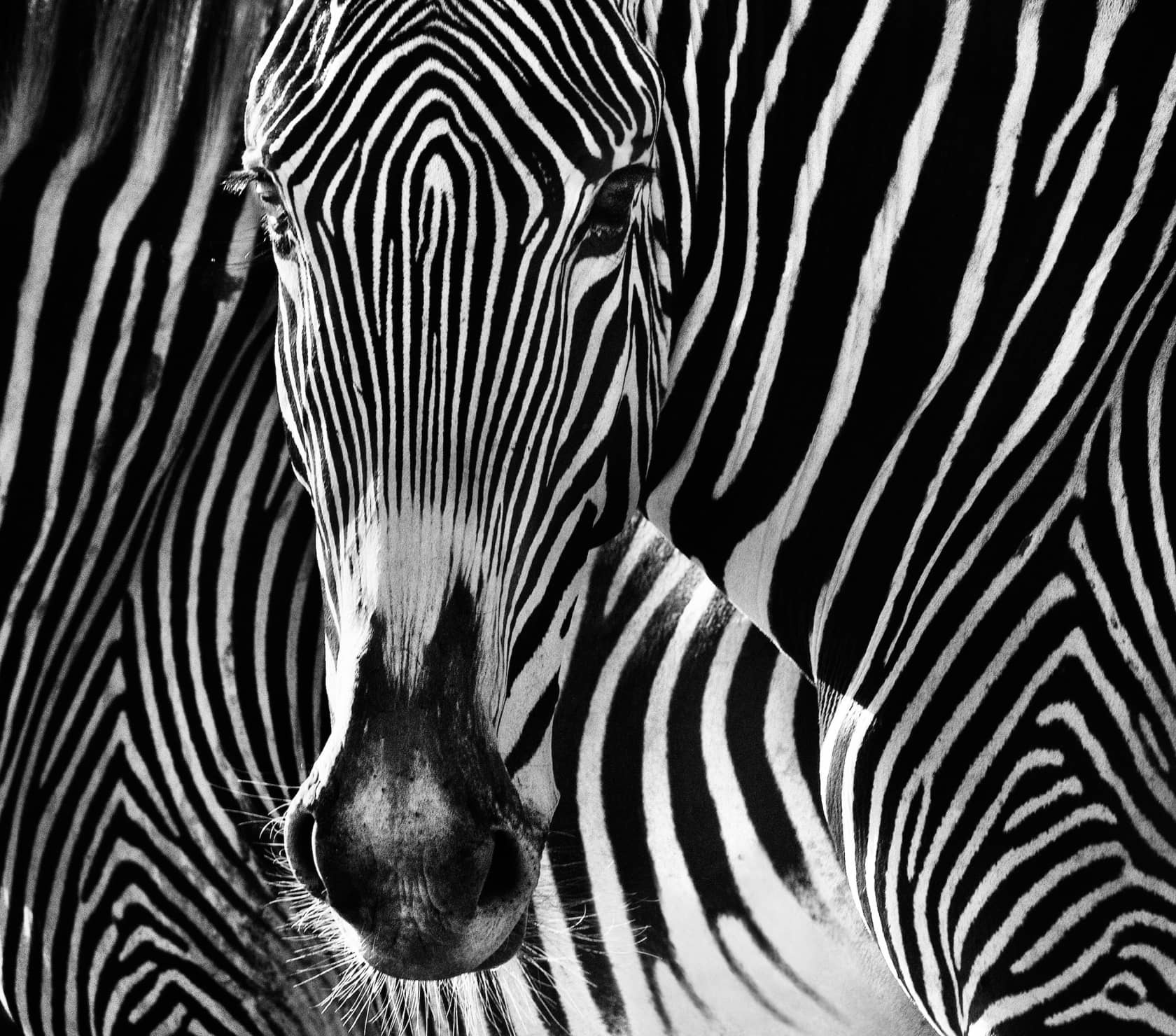 David Yarrow, Puzzle, 2013