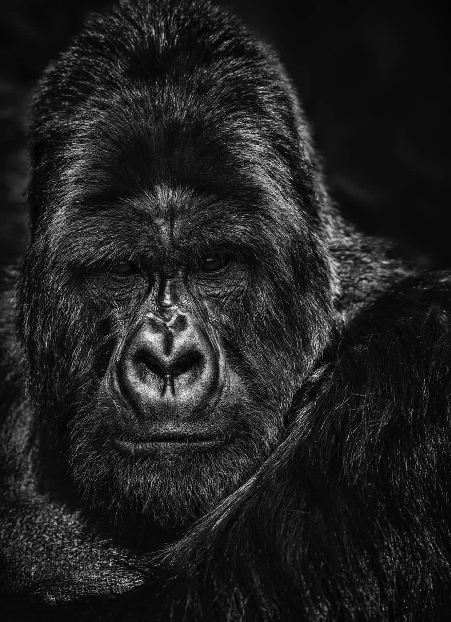 David Yarrow, The Thinker, 2020