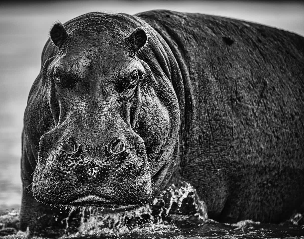 David Yarrow, Balls, 2020