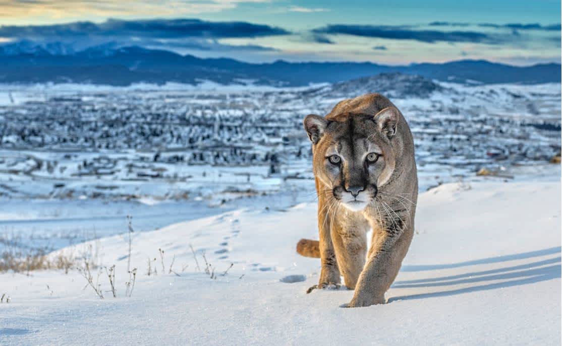 David Yarrow Frontier Town Archival Pigment Print