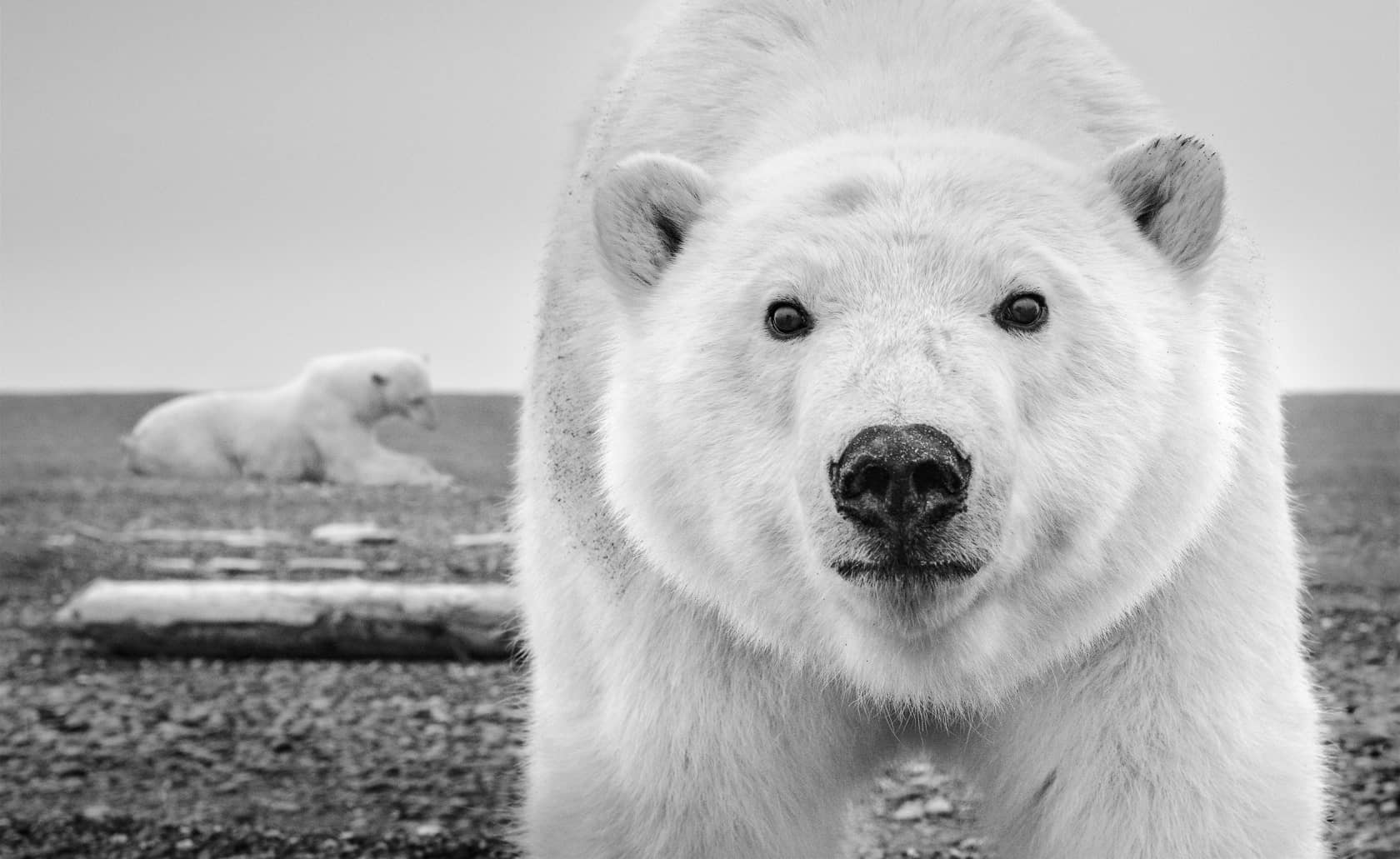 David Yarrow, Hello, 2015