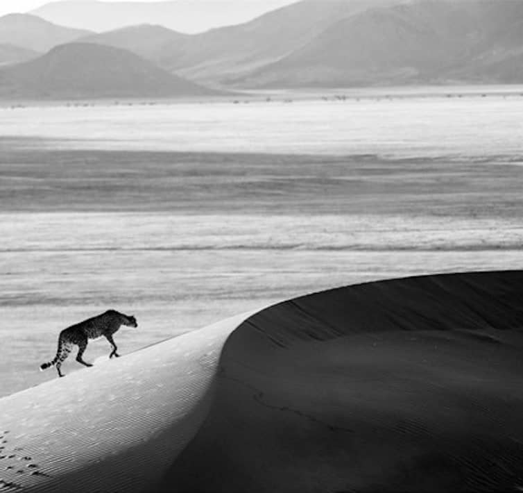 David Yarrow, Prowl, 2013
