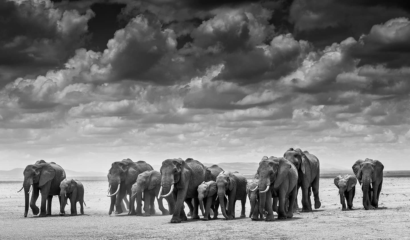 David Yarrow, The Crossing, 2017