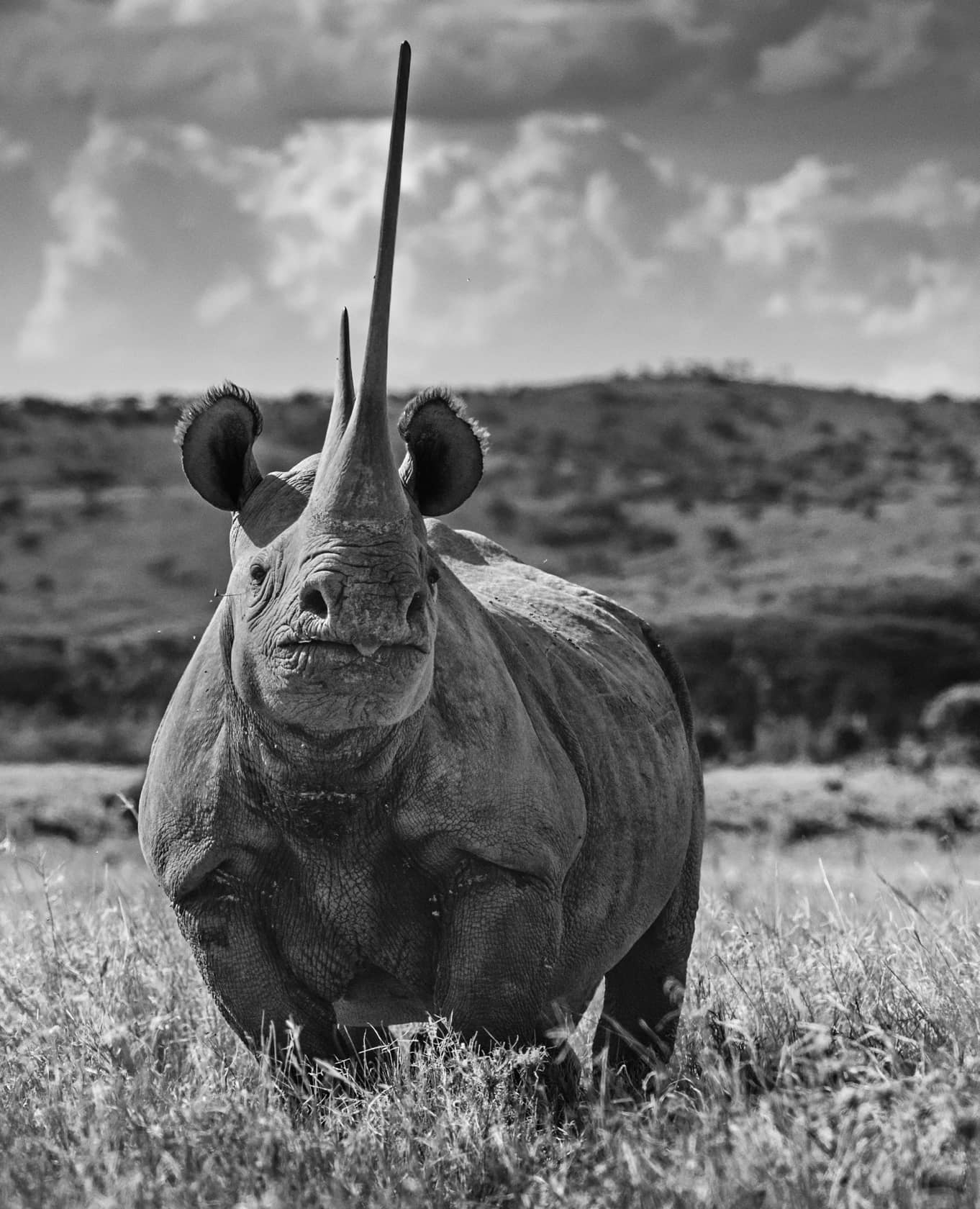 David Yarrow, Unforgiven, 2017