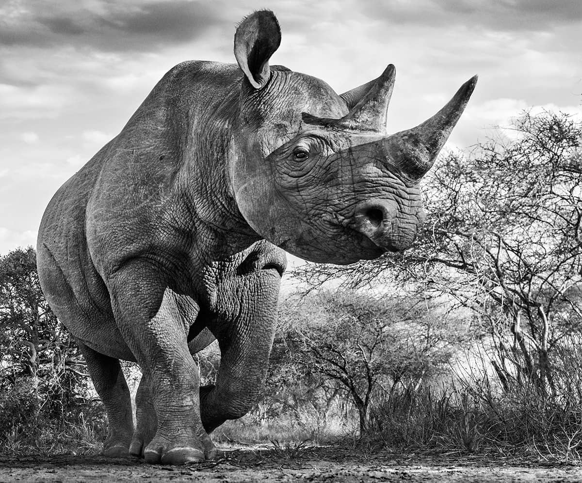 David Yarrow, The Departed, 2015