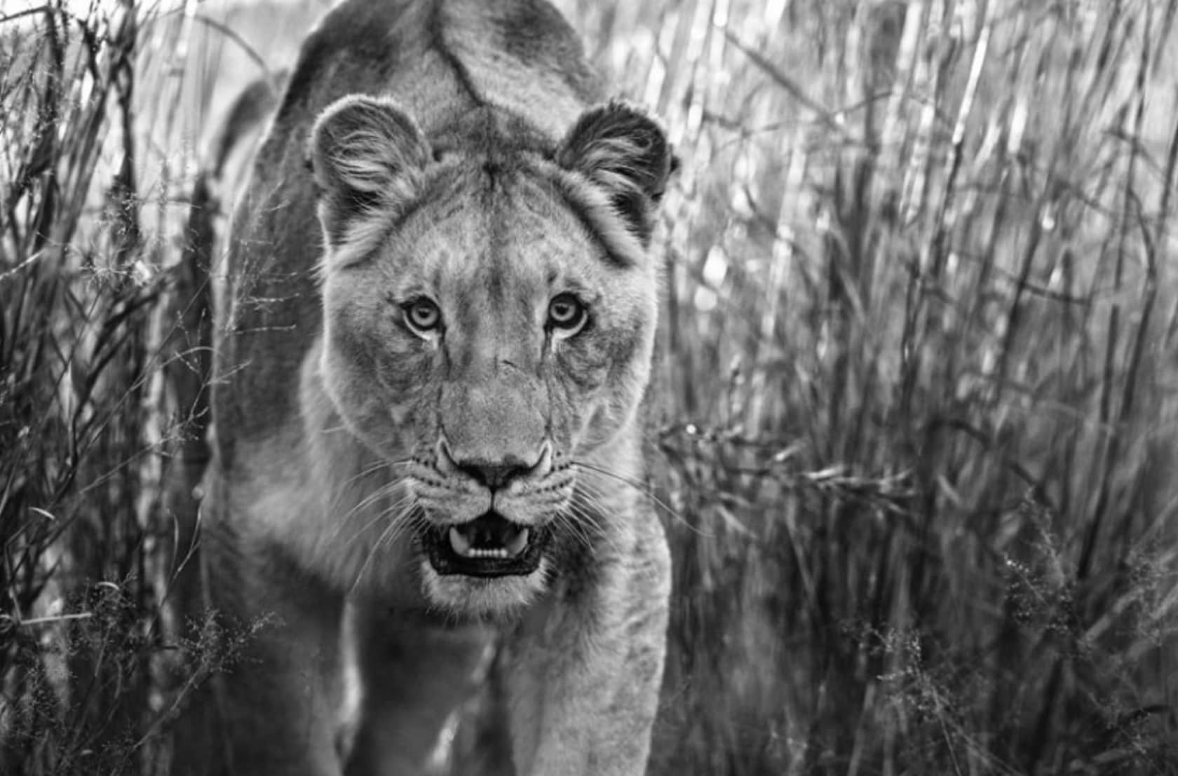 David Yarrow, Designated Survivor, 2018