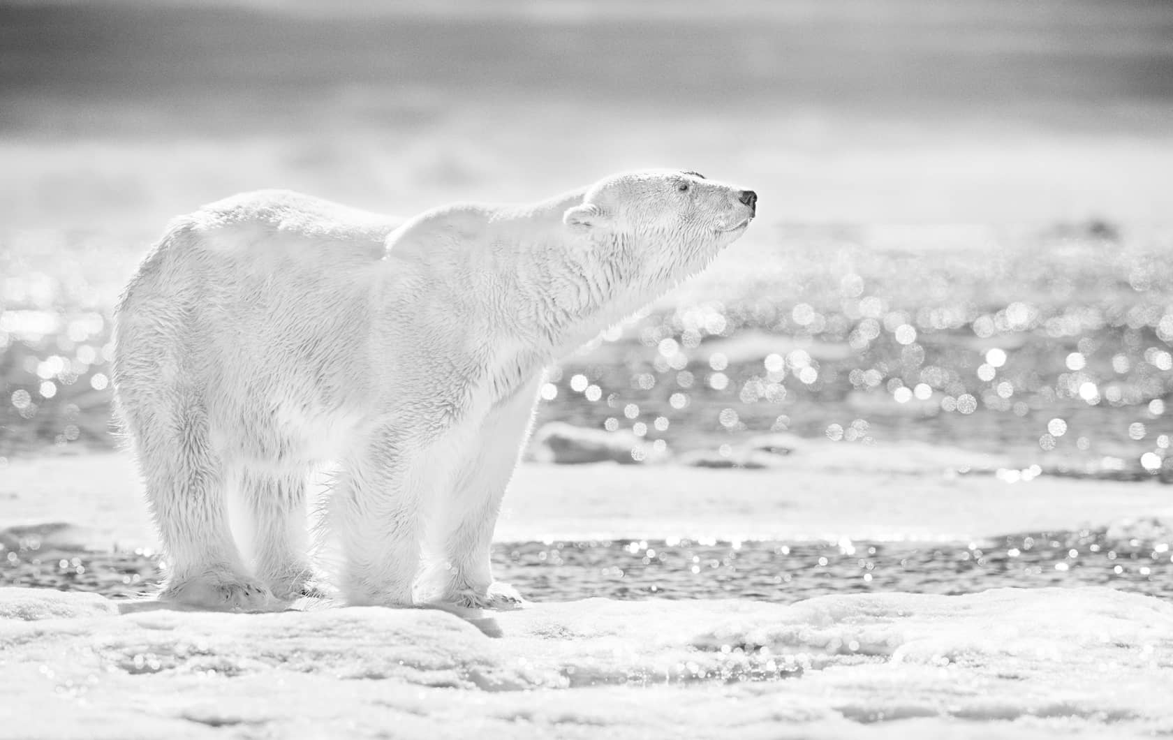 David Yarrow, The Emperor of the North, 2017