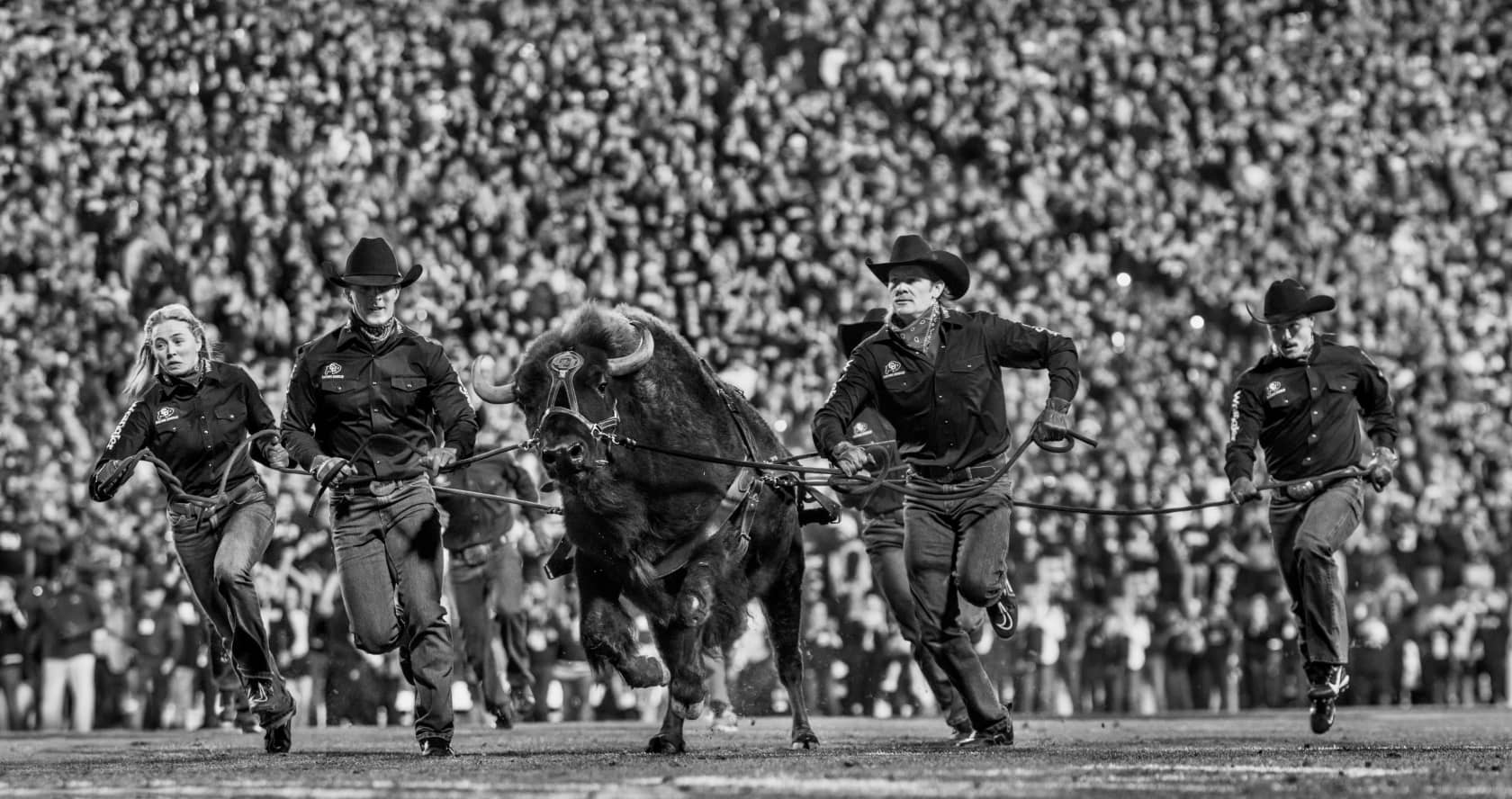 David Yarrow, Ralphie the Buffalo, 2024