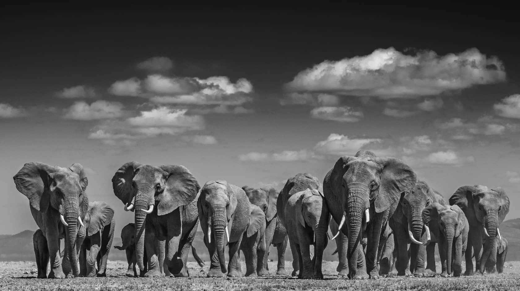 David Yarrow, Elephant Uprising, 2016