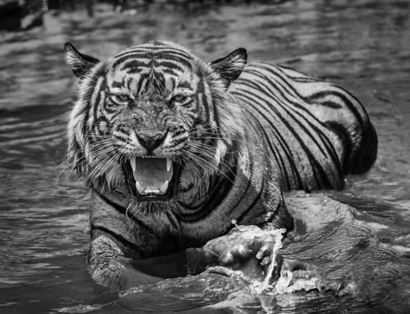 David Yarrow, Risky Business, 2018