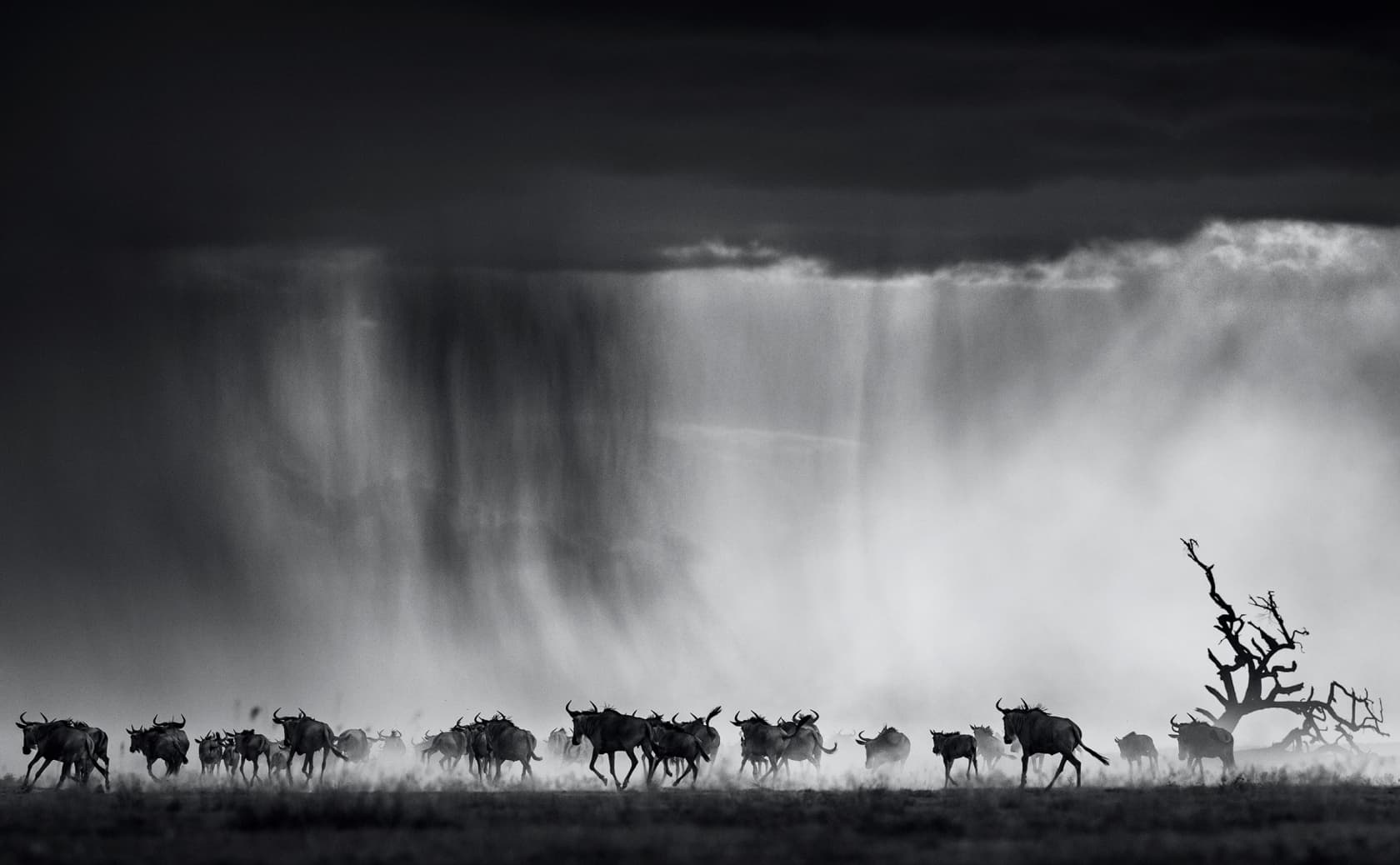 David Yarrow, Exodus, 2015