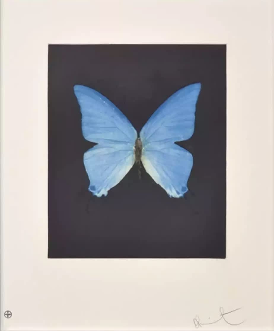 Damien Hirst Butterfly (Providence) Etching
