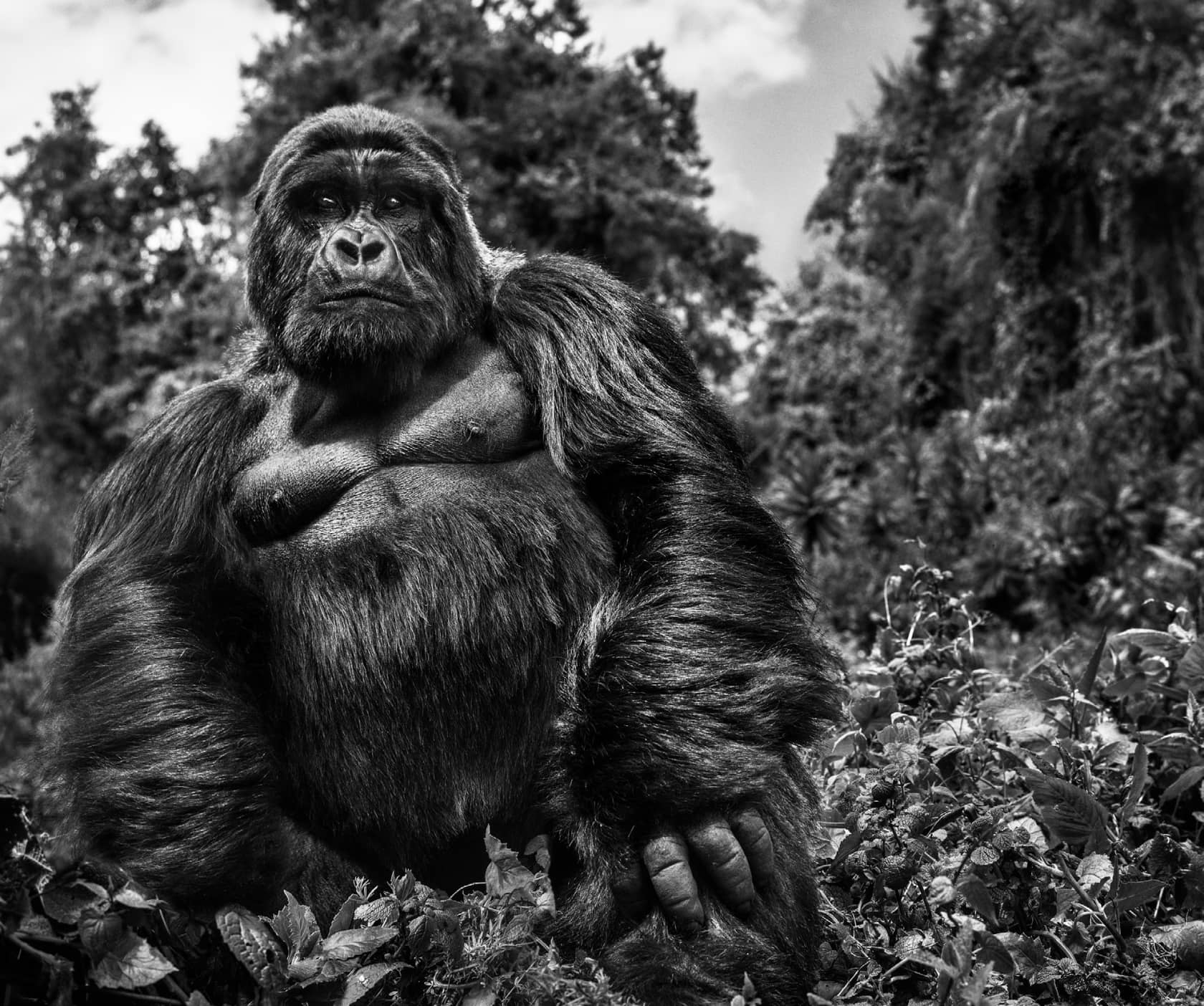 David Yarrow Judge and Jury Archival pigment print