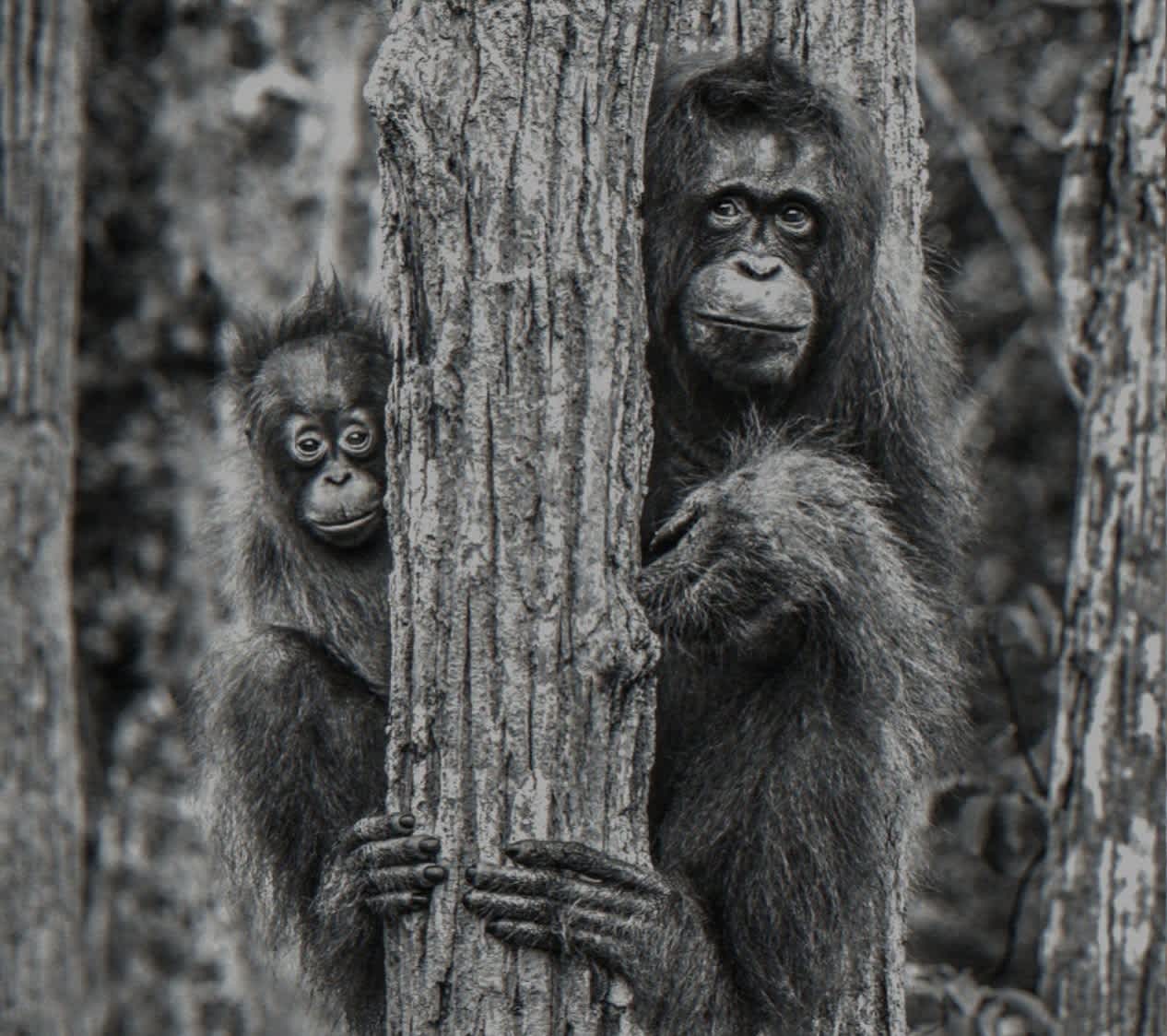 David Yarrow, Family Tree, 2018