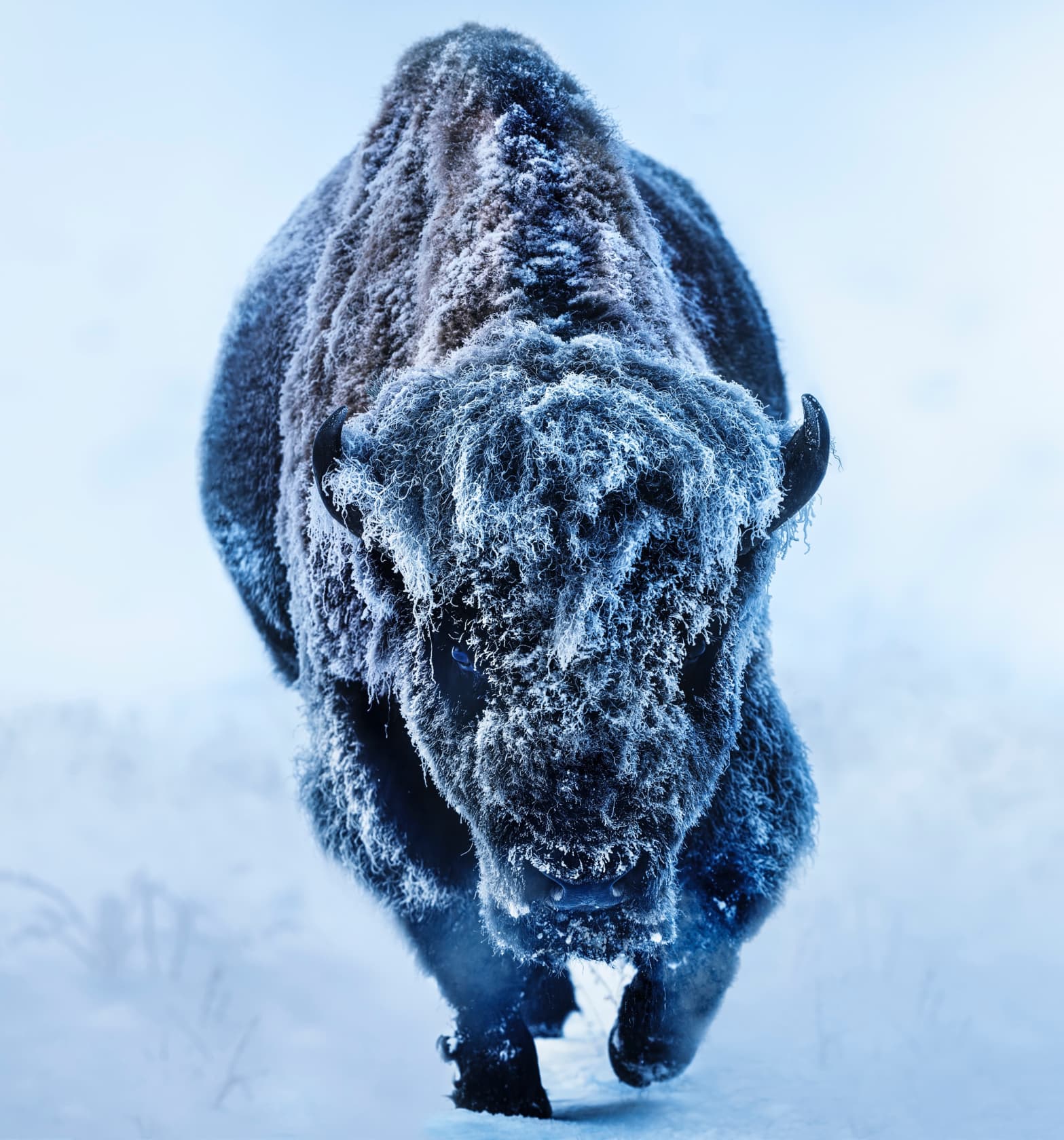 David Yarrow, American Primeval (Colour), 2025