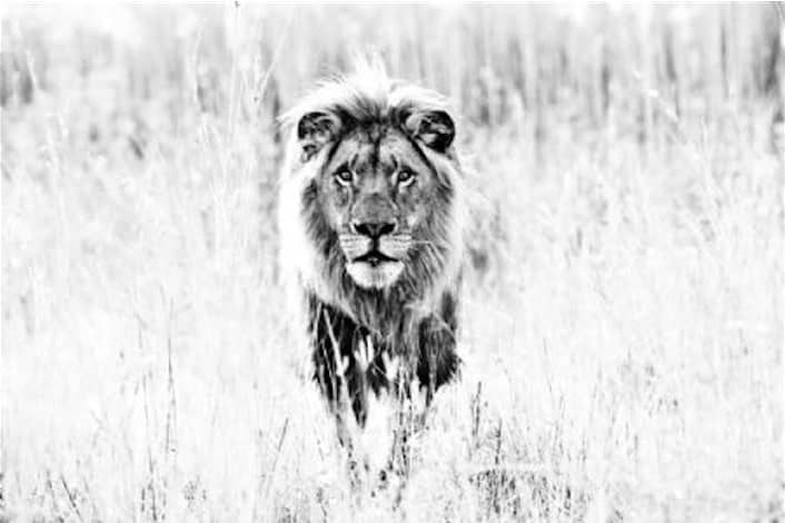 David Yarrow, The Ghost, 2014