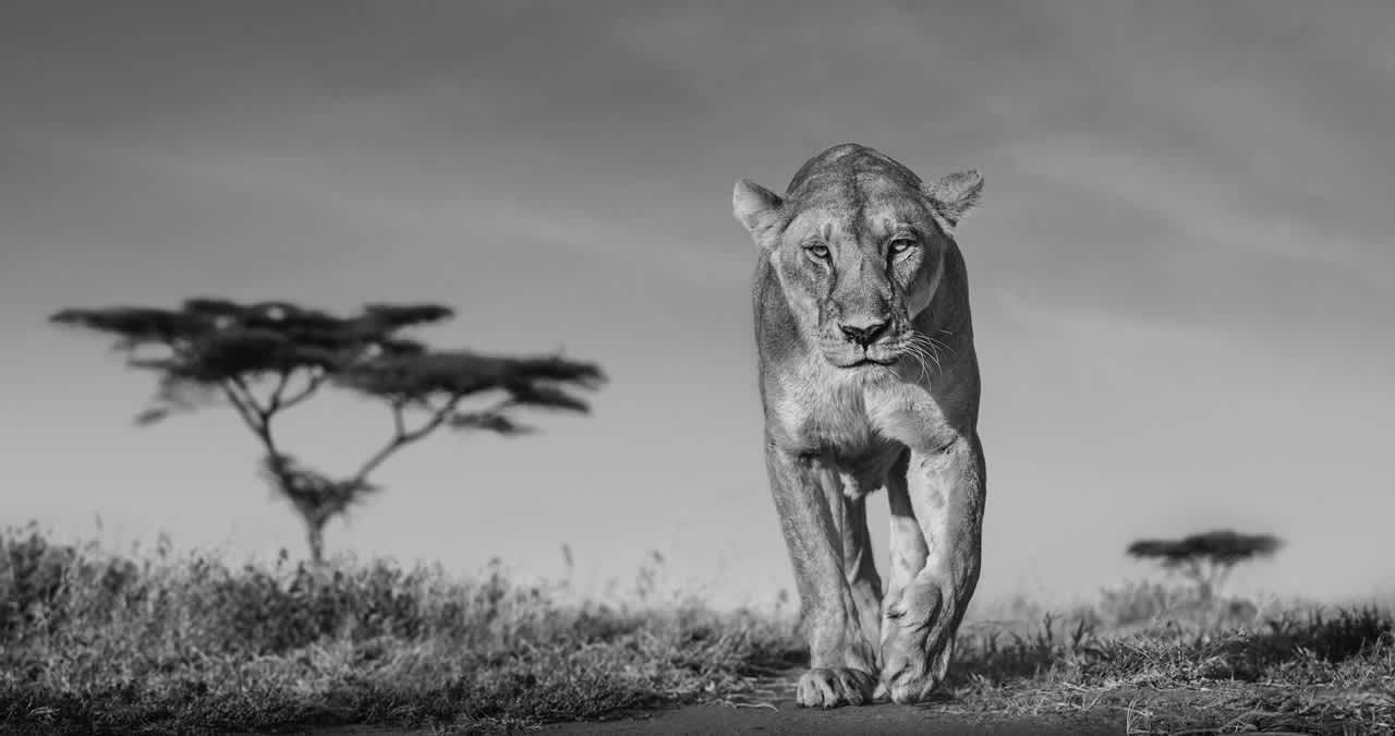 David Yarrow Acacia Archival Pigment Print