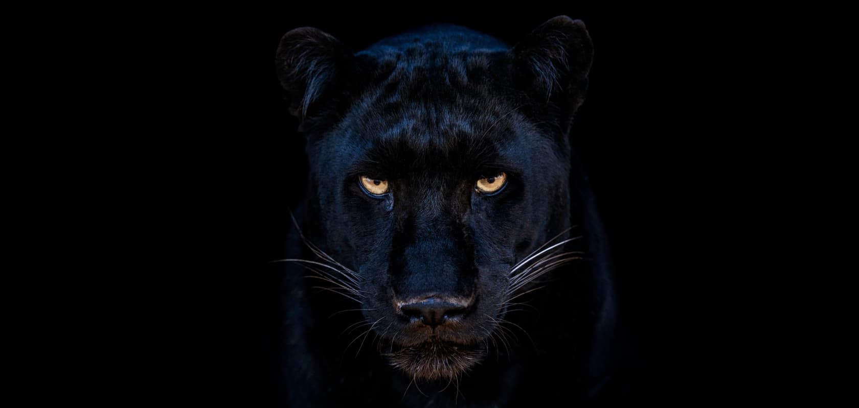 David Yarrow, The Black Panther Club, 2025