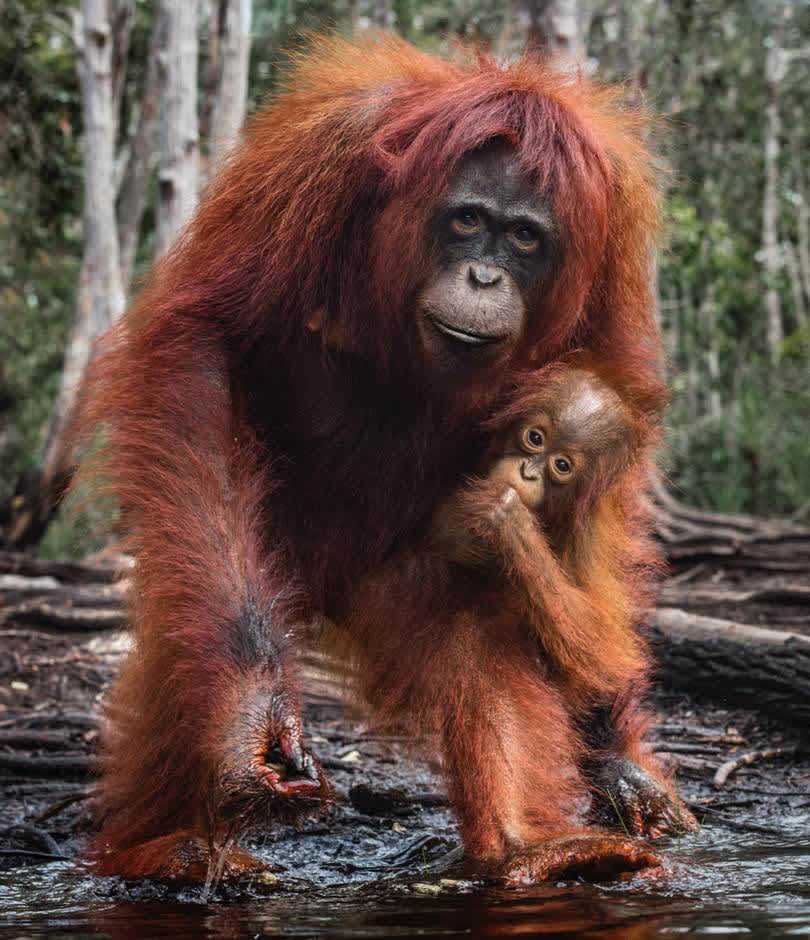 David Yarrow, The House of Orange (Colour), 2018