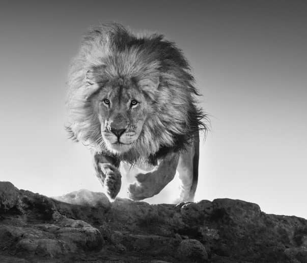 David Yarrow, Hairspray, 2017