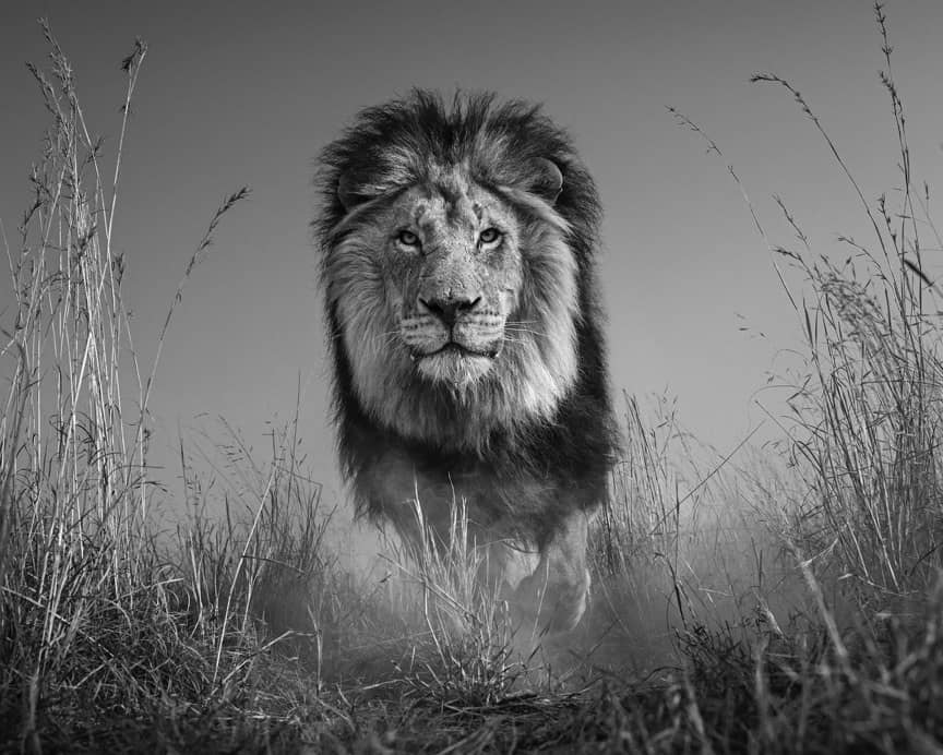 David Yarrow, The King and I, 2017