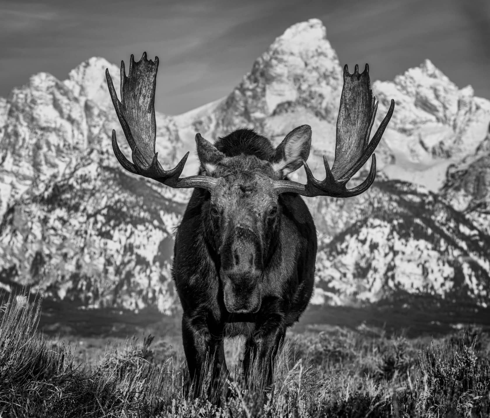 David Yarrow, The Big Moose, 2024