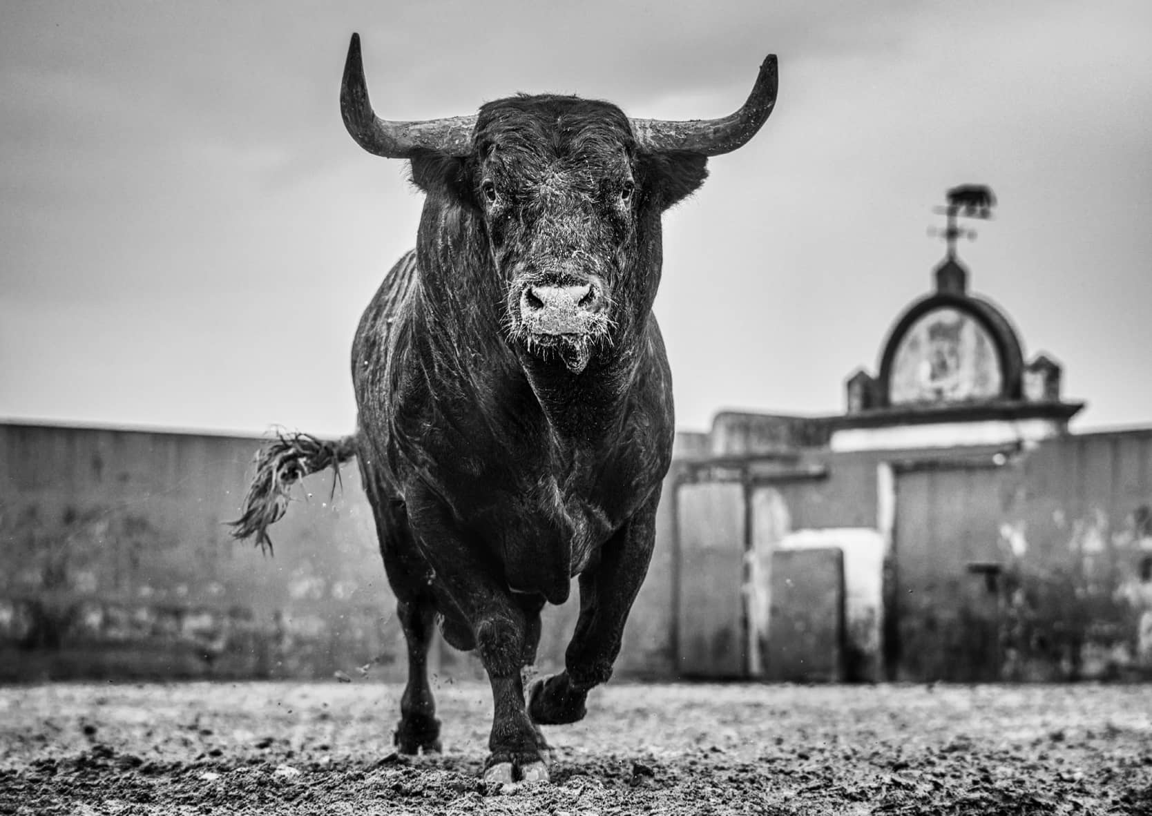 David Yarrow, Bullish, 2024