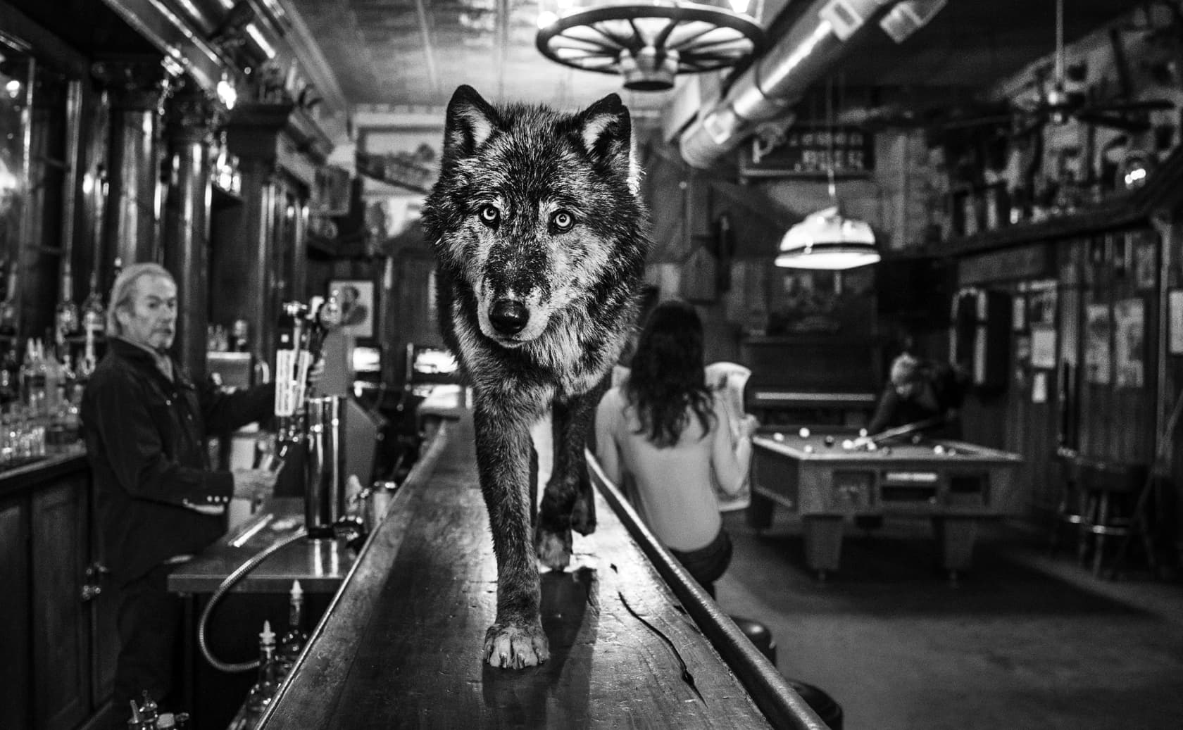 David Yarrow, The Wolf of Main St II, 2017