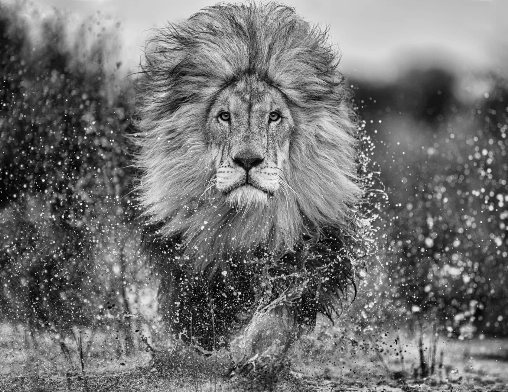 David Yarrow, Marshlands II, 2023