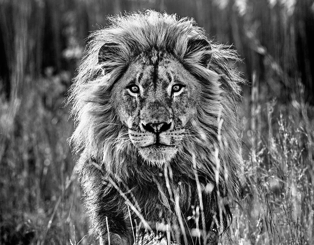 David Yarrow, The Full Nine Yards, 2014