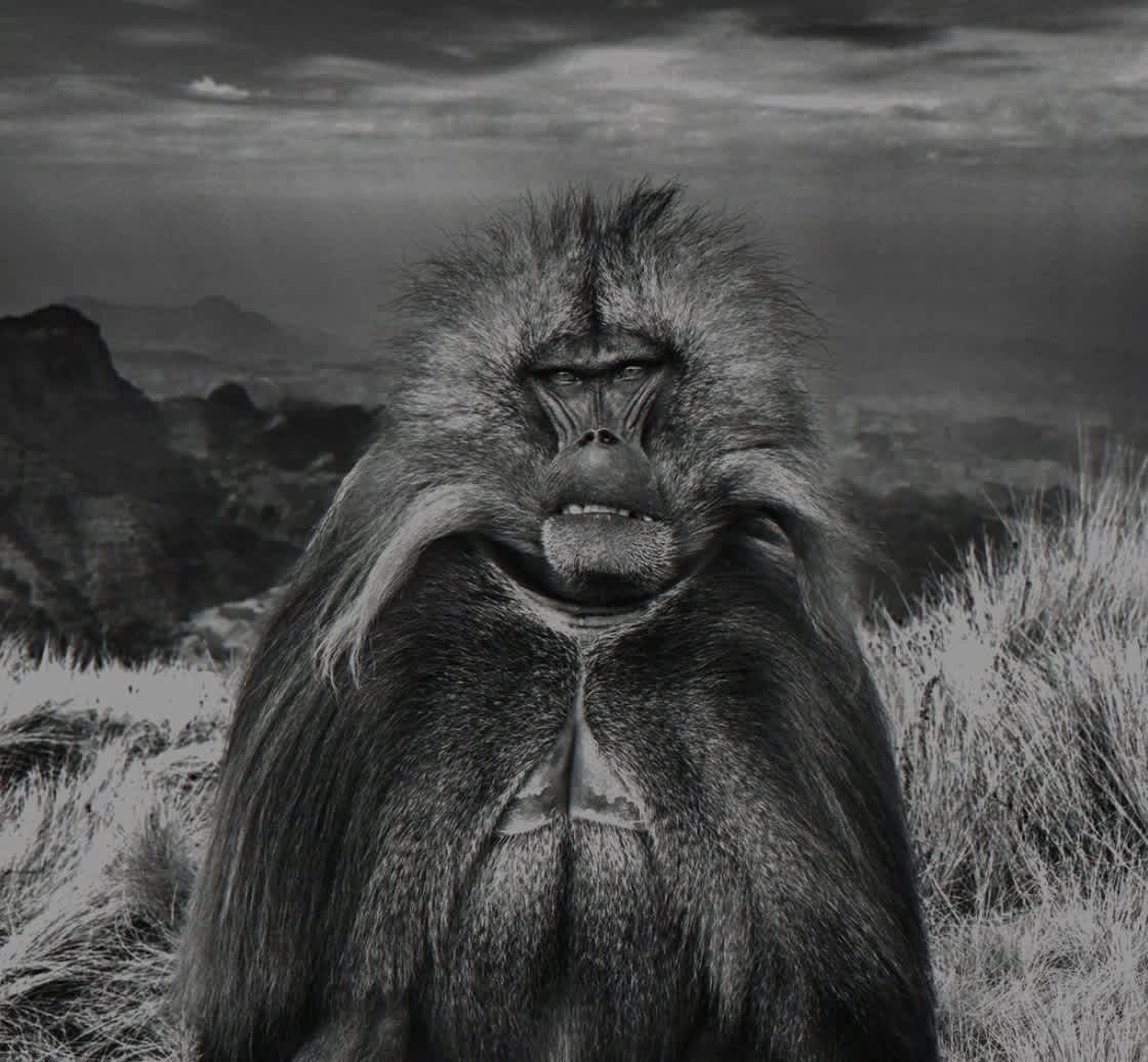David Yarrow, Go Ahead Punk Make My Day, 2018