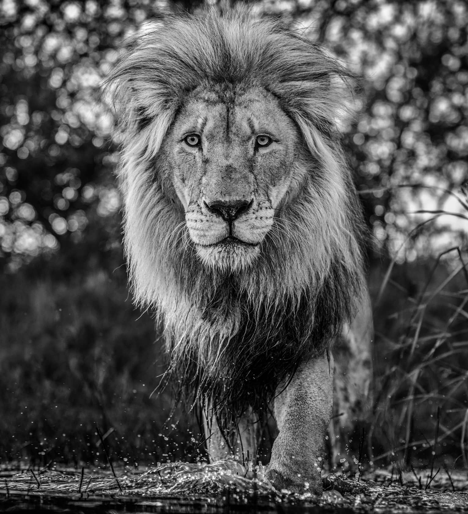 David Yarrow, Basic Instinct, 2020