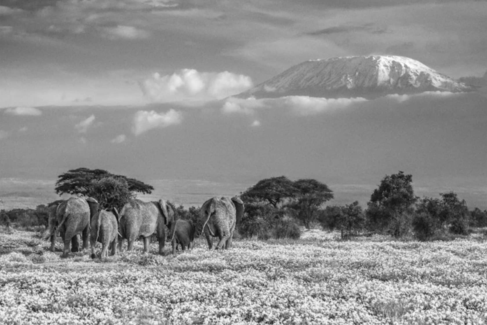 David Yarrow, The Garden of Eden, 2018