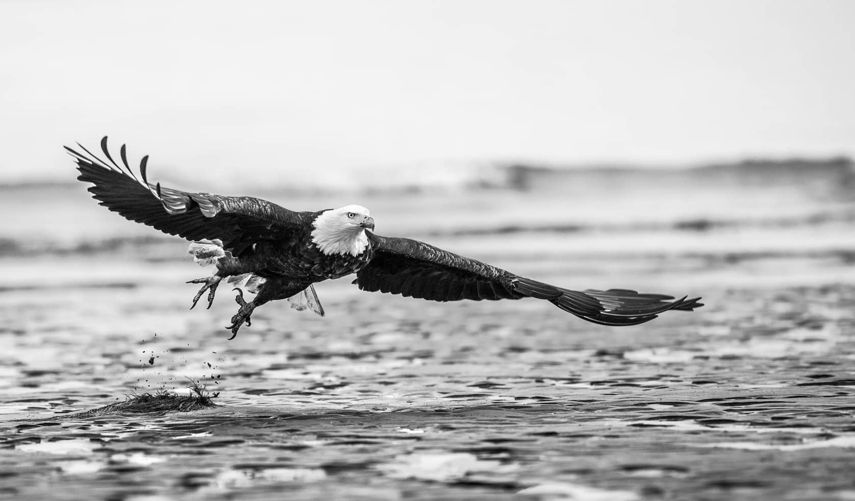 David Yarrow, Taking Flight, 2016
